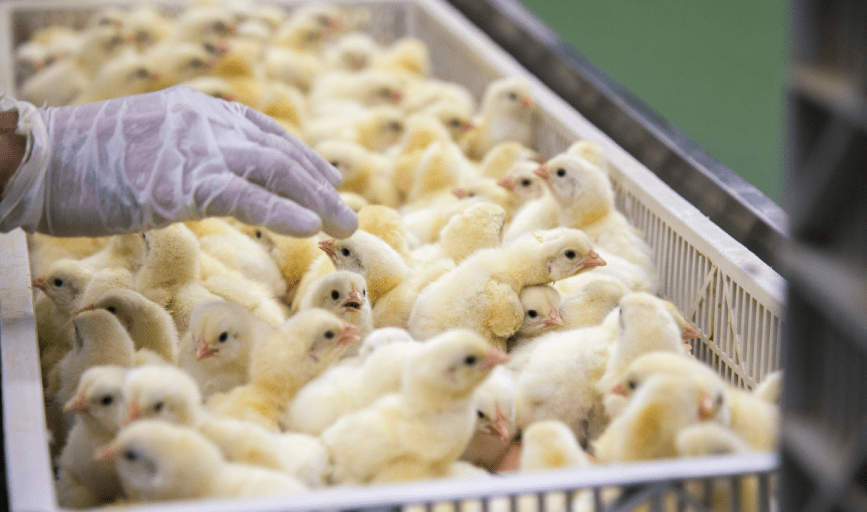 LAYER CHICKS