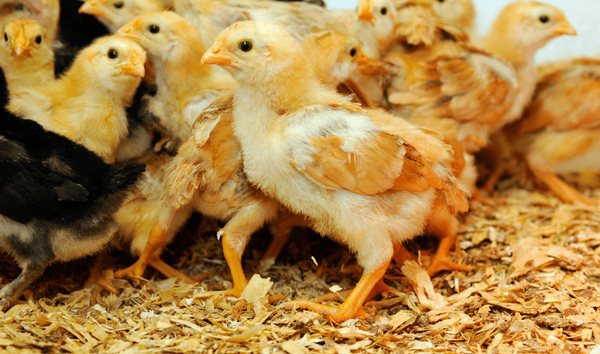 BROILER CHICKS