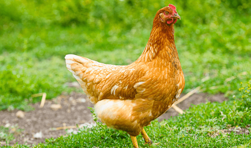 PULLETS